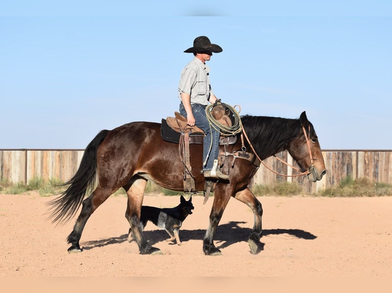 Arbeitspferd Mix Stute 8 Jahre 157 cm Rotbrauner in Amarillo