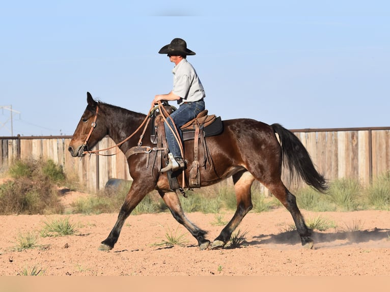 Arbeitspferd Mix Stute 8 Jahre 157 cm Rotbrauner in Amarillo
