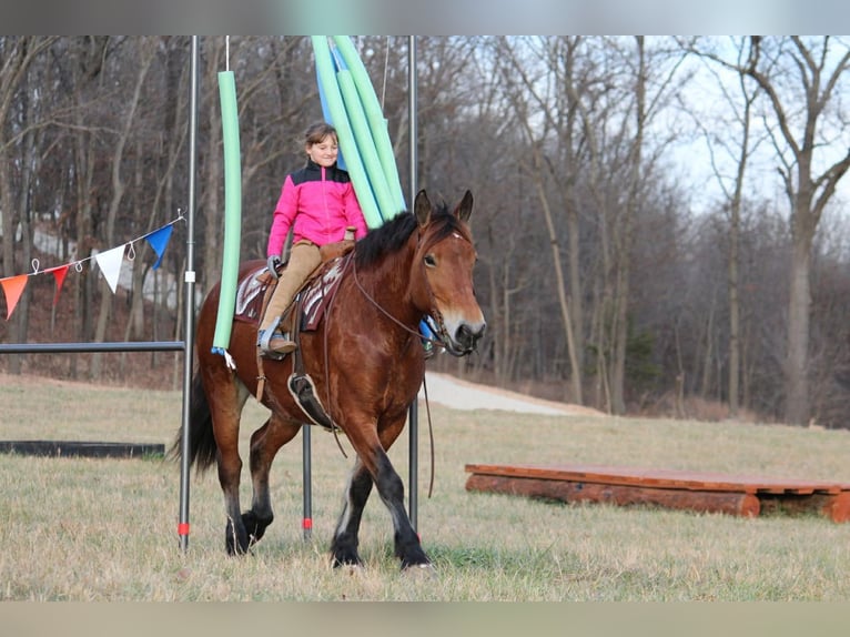 Arbeitspferd Mix Stute 8 Jahre 160 cm Rotbrauner in Purdy
