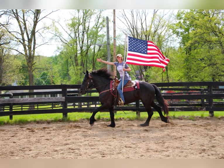 Arbeitspferd Stute 8 Jahre 163 cm Rappe in highland Mi