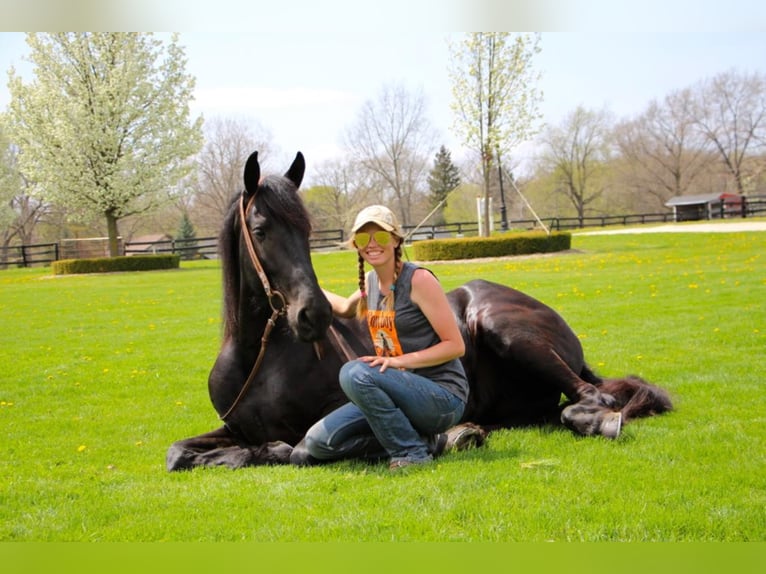 Arbeitspferd Stute 8 Jahre 163 cm Rappe in highland Mi