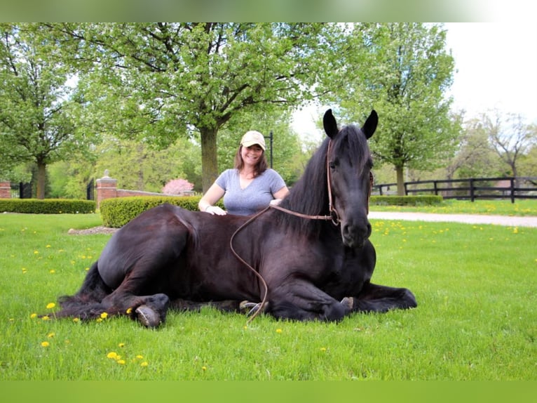 Arbeitspferd Stute 8 Jahre 163 cm Rappe in highland Mi