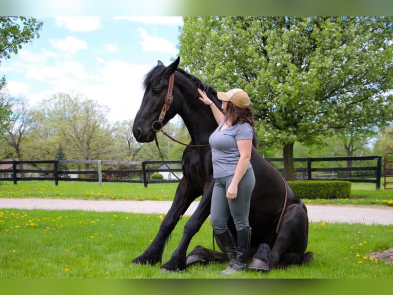 Arbeitspferd Stute 8 Jahre 163 cm Rappe in highland Mi