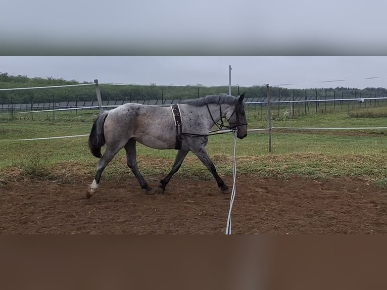 Arbeitspferd Mix Stute 8 Jahre 163 cm in G&#xF6;ny&#x171;