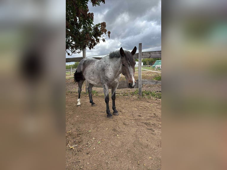 Arbeitspferd Mix Stute 8 Jahre 163 cm in G&#xF6;ny&#x171;