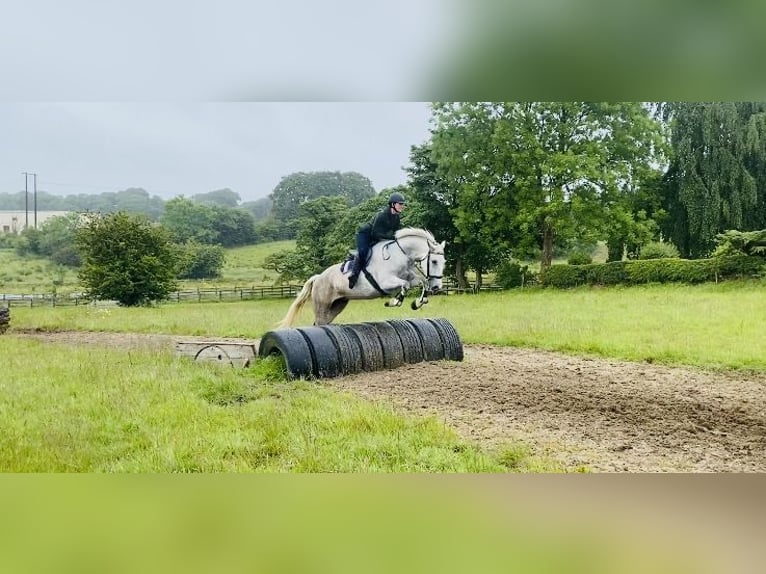 Arbeitspferd Stute 8 Jahre 166 cm Schimmel in Sligo