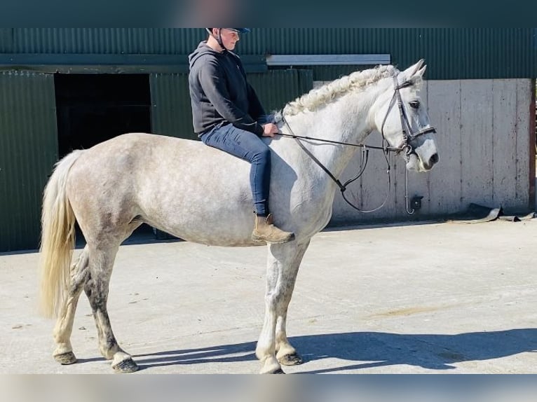 Arbeitspferd Stute 8 Jahre 166 cm Schimmel in Sligo