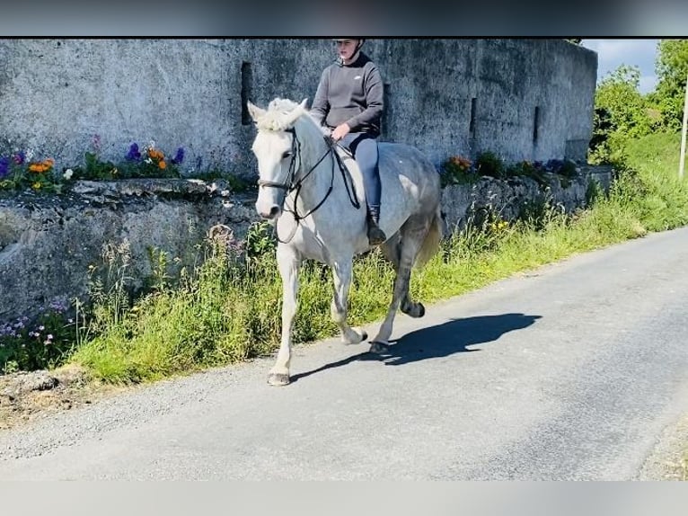 Arbeitspferd Stute 8 Jahre 166 cm Schimmel in Sligo