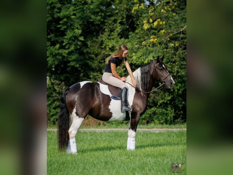 Arbeitspferd Mix Stute 8 Jahre Schecke in Elkton