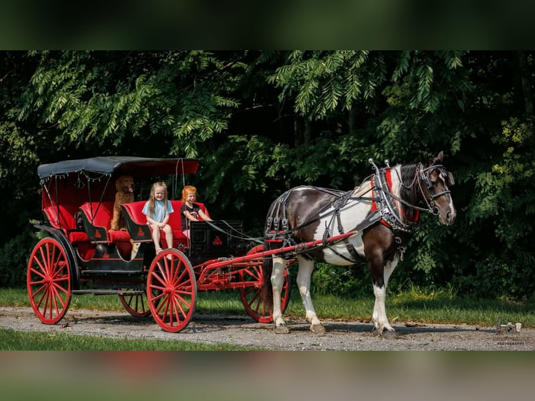 Arbeitspferd Mix Stute 8 Jahre Schecke in Elkton
