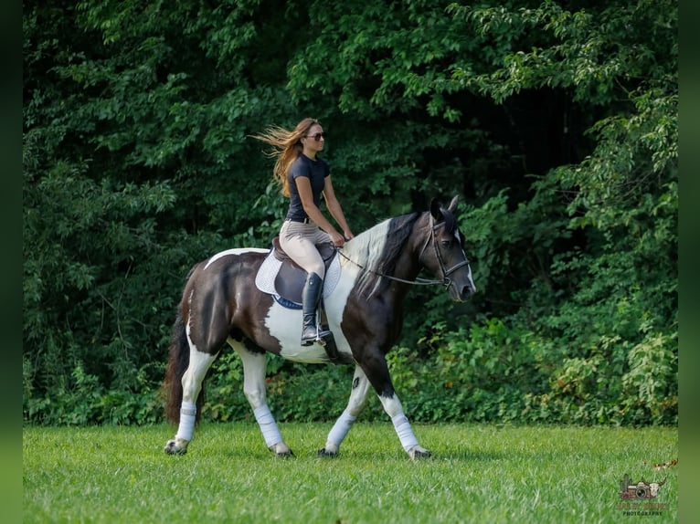 Arbeitspferd Mix Stute 8 Jahre Schecke in Elkton