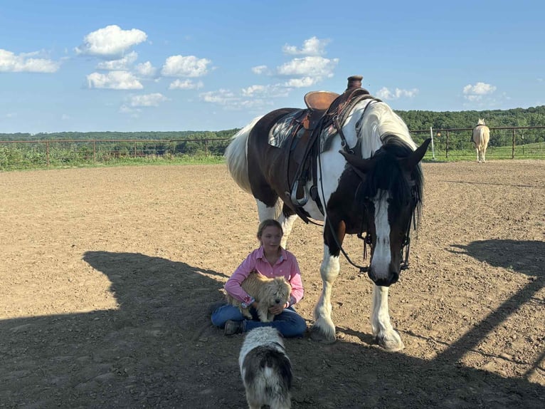 Arbeitspferd Stute 8 Jahre Tobiano-alle-Farben in Princeton MO