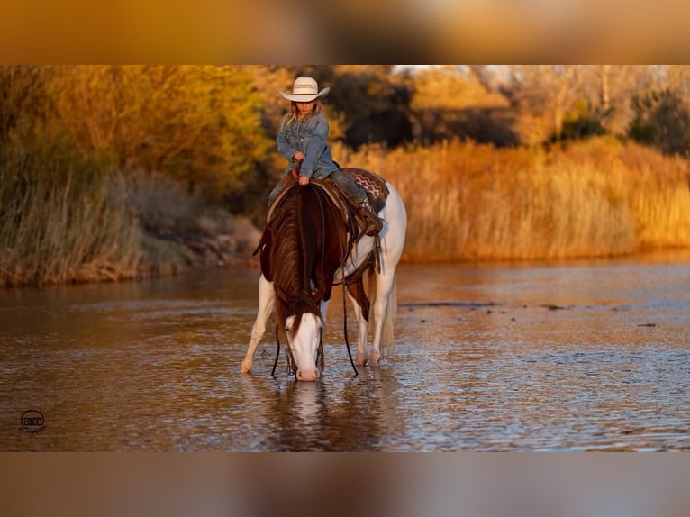 Arbeitspferd Mix Stute 9 Jahre 132 cm Schecke in Canyon