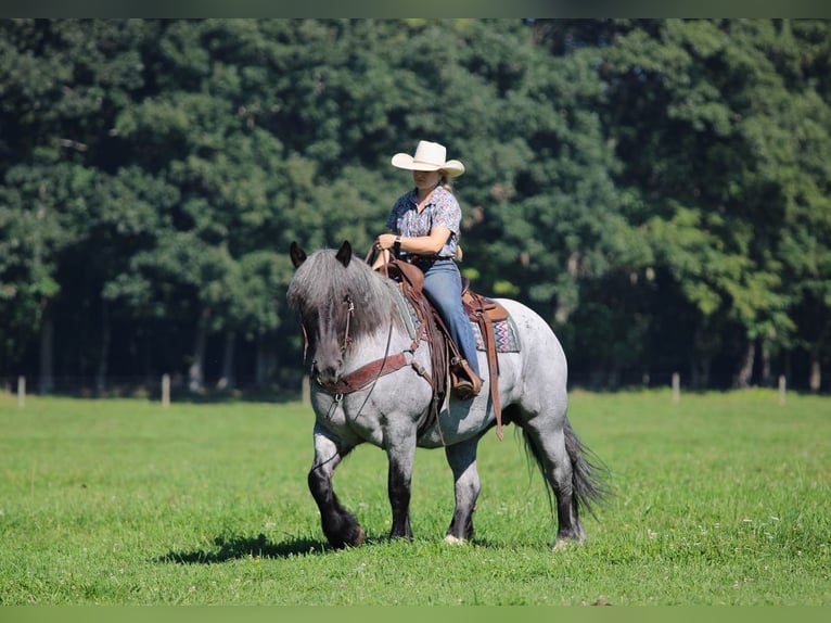 Arbeitspferd Mix Stute 9 Jahre 152 cm Roan-Blue in Clarion