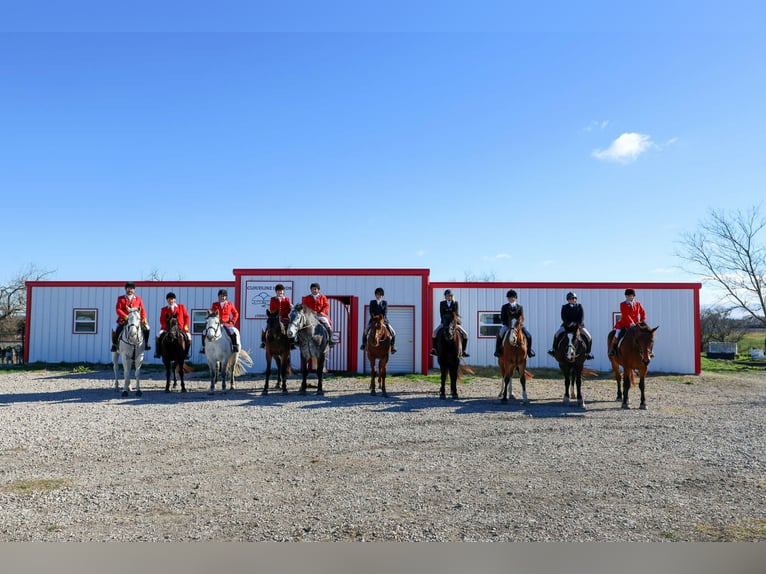 Arbeitspferd Stute 9 Jahre 163 cm Rappe in Weatherford TX