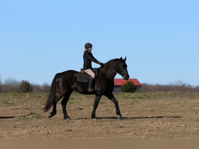Arbeitspferd Stute 9 Jahre 163 cm Rappe in Weatherford TX