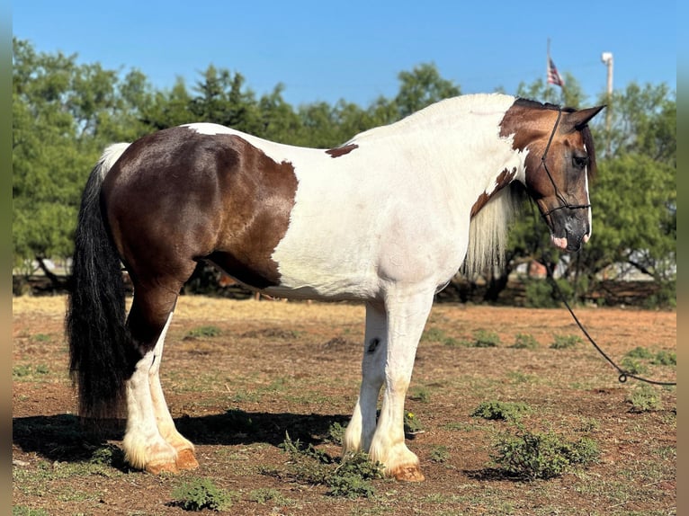Arbeitspferd Stute 9 Jahre 165 cm Tobiano-alle-Farben in Byers TX