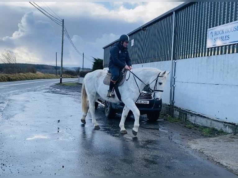 Arbeitspferd Stute 9 Jahre 166 cm Schimmel in Sligo