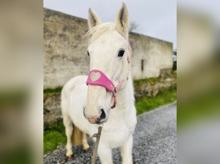 Arbeitspferd Stute 9 Jahre 166 cm Schimmel in Sligo