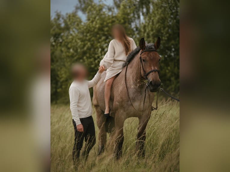 Arbeitspferd Stute 9 Jahre 168 cm Roan-Bay in Prague