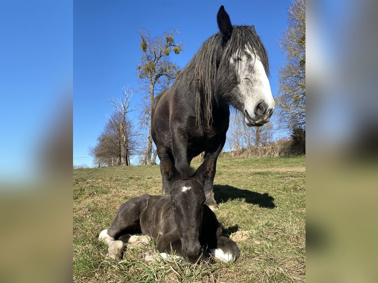 Arbeitspferd Mix Stute  Tobiano-alle-Farben in Sermur