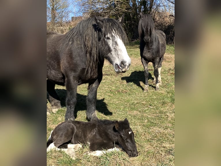 Arbeitspferd Mix Stute  Tobiano-alle-Farben in Sermur