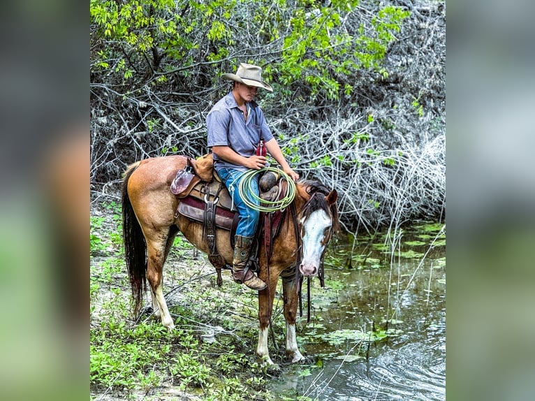 Arbeitspferd Mix Wallach 10 Jahre 142 cm Roan-Bay in Lampasas