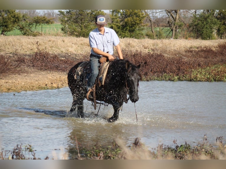 Arbeitspferd Mix Wallach 10 Jahre 145 cm Rappe in Plano