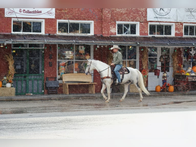 Arbeitspferd Wallach 10 Jahre 150 cm Schimmel in Midway, TX