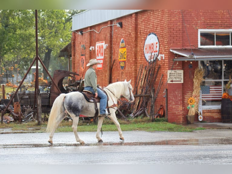 Arbeitspferd Wallach 10 Jahre 150 cm Schimmel in Midway, TX