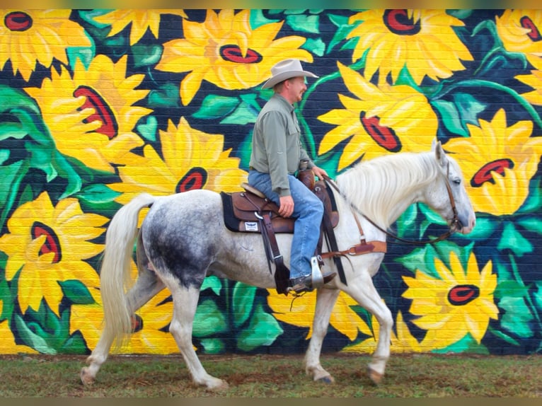 Arbeitspferd Wallach 10 Jahre 150 cm Schimmel in Midway, TX