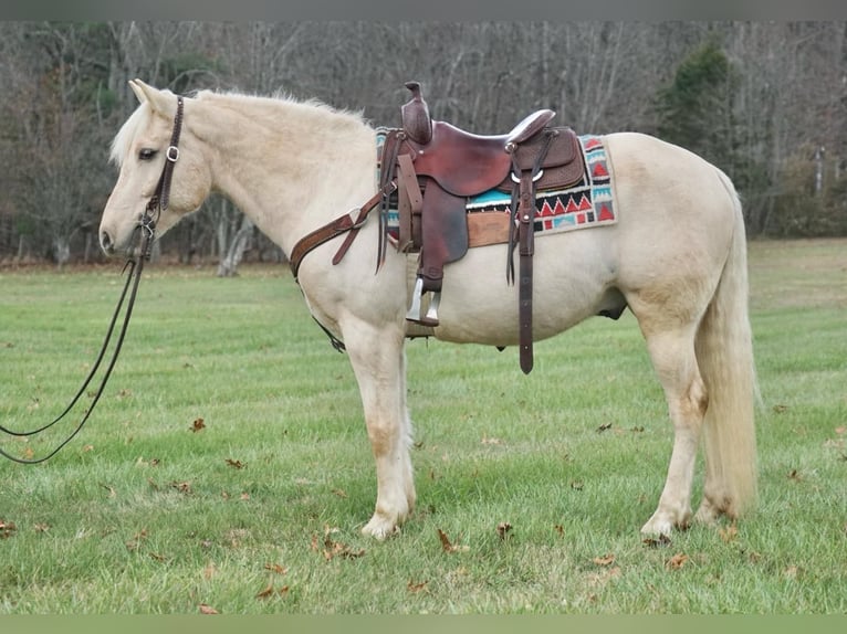 Arbeitspferd Wallach 10 Jahre 152 cm Palomino in Rineyville Ky