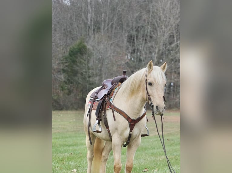 Arbeitspferd Wallach 10 Jahre 152 cm Palomino in Rineyville Ky