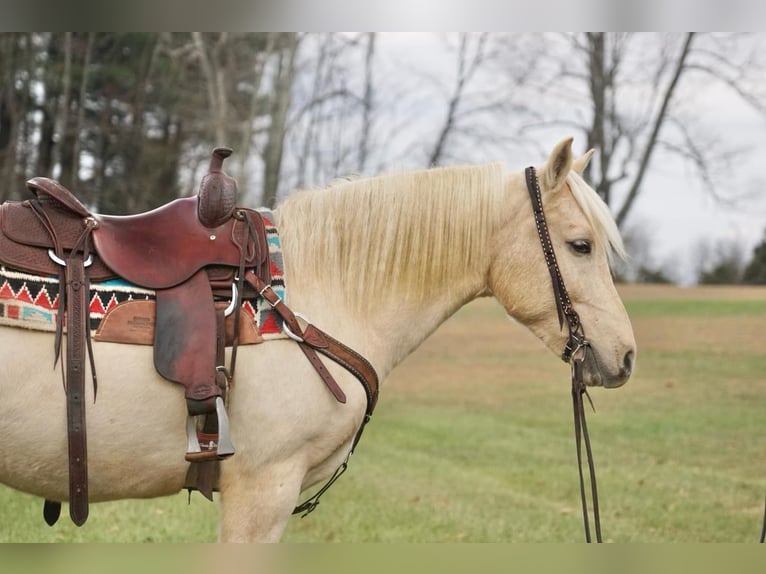 Arbeitspferd Wallach 10 Jahre 152 cm Palomino in Rineyville Ky