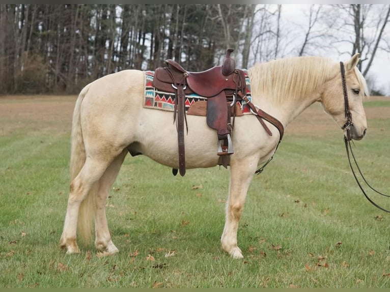 Arbeitspferd Wallach 10 Jahre 152 cm Palomino in Rineyville Ky