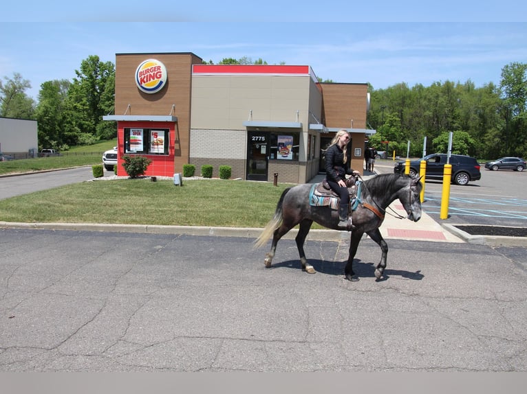 Arbeitspferd Wallach 10 Jahre 157 cm Schimmel in HIghland MI