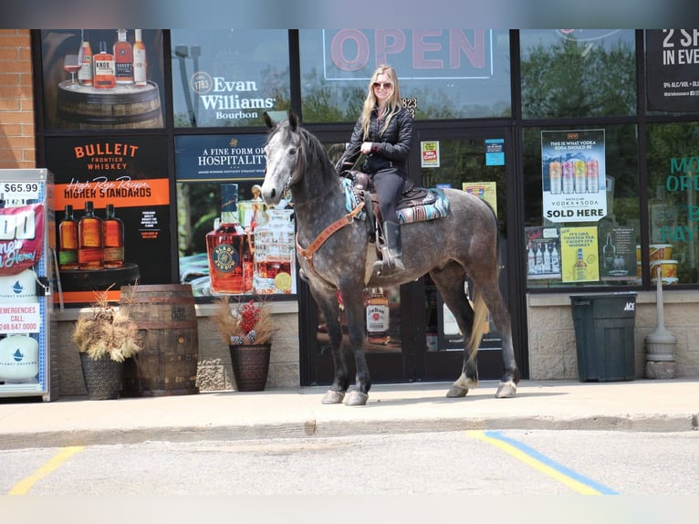 Arbeitspferd Wallach 10 Jahre 157 cm Schimmel in HIghland MI