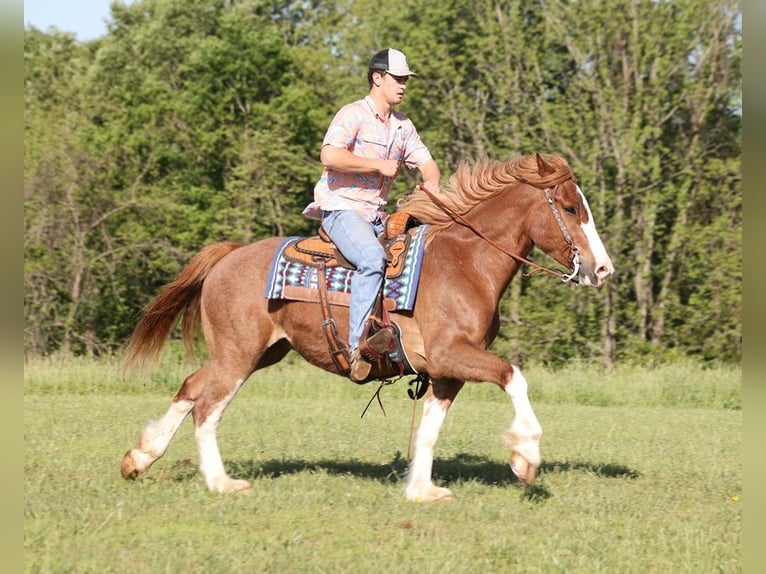 Arbeitspferd Wallach 10 Jahre 160 cm Rotfuchs in Somerset Ky