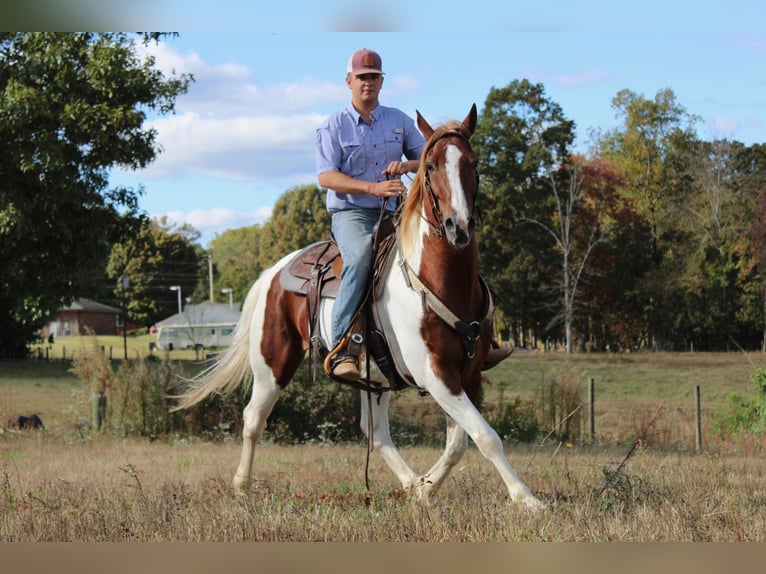 Arbeitspferd Wallach 10 Jahre 163 cm Dunkelfuchs in Cherryville NC