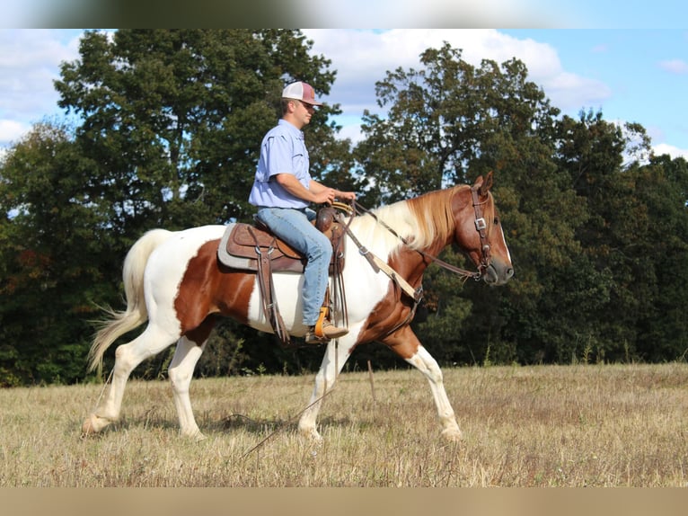 Arbeitspferd Wallach 10 Jahre 163 cm Dunkelfuchs in Cherryville NC