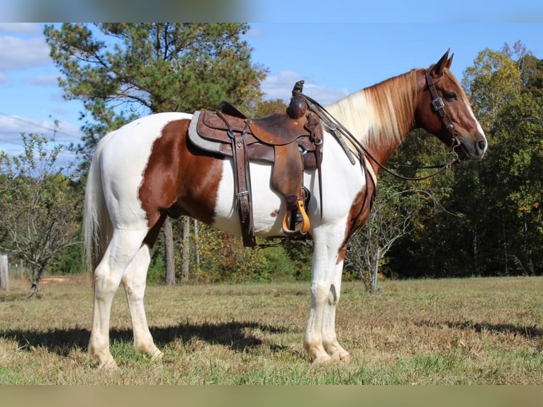 Arbeitspferd Wallach 10 Jahre 163 cm Dunkelfuchs in Cherryville NC