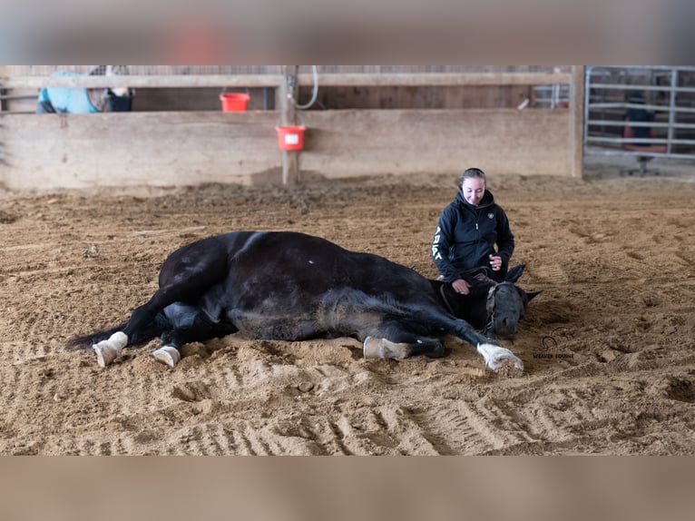 Arbeitspferd Mix Wallach 10 Jahre 163 cm Rappe in Fredericksburg