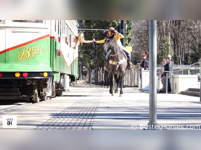 Arbeitspferd Wallach 10 Jahre 163 cm Roan-Blue in Weatherford TX