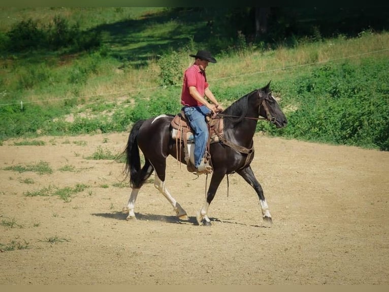 Arbeitspferd Wallach 10 Jahre 163 cm Tobiano-alle-Farben in Millersburg OH