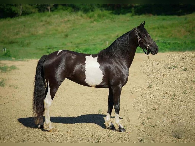 Arbeitspferd Wallach 10 Jahre 163 cm Tobiano-alle-Farben in Millersburg OH