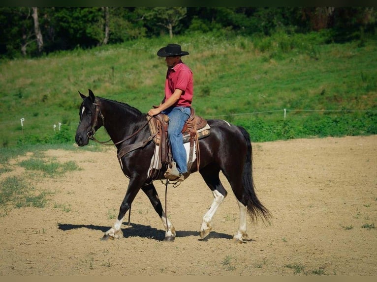 Arbeitspferd Wallach 10 Jahre 163 cm Tobiano-alle-Farben in Millersburg OH