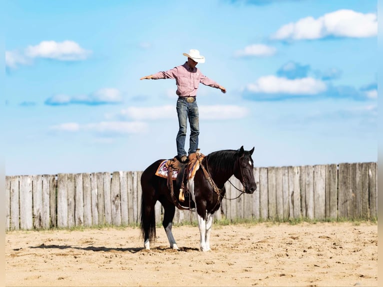 Arbeitspferd Wallach 10 Jahre 163 cm Tobiano-alle-Farben in NEvis Mn