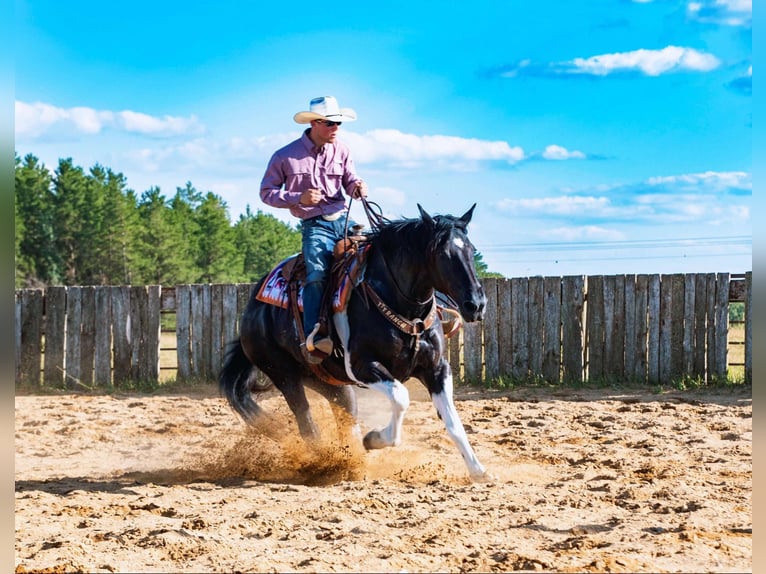 Arbeitspferd Wallach 10 Jahre 163 cm Tobiano-alle-Farben in Nevis MN