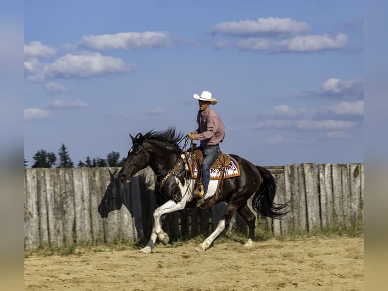 Arbeitspferd Wallach 10 Jahre 163 cm Tobiano-alle-Farben in NEvis Mn