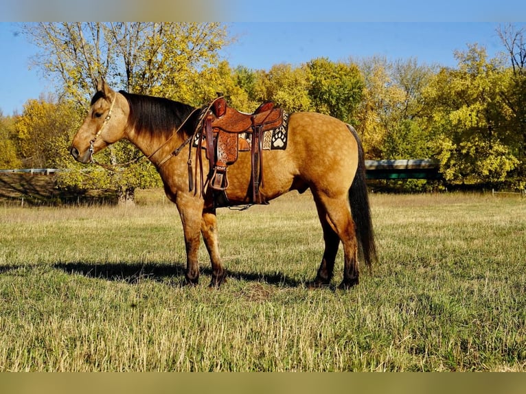 Arbeitspferd Mix Wallach 10 Jahre 165 cm Buckskin in Valley Springs, SD
